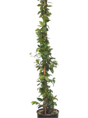 Aesco Nura Botanik Saksıda Kokulu Arap Yasemini, 50-70 Cm, Beyaz Çiçekli