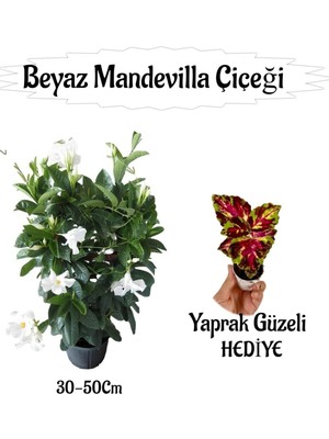 Aesco Nura Botanik Beyaz Mandevilla Çiçeği Saksılı, Yaprak Güzeli Hediyeli Peyzaj Seti, 30-50CM, Çok Renkli