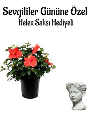 Aesco Kadınlar Gününe Özel Hediyelik Kırmızı Japon Gülü Çiçeği Helen Saksı Hediyeli, BTS001NA0346