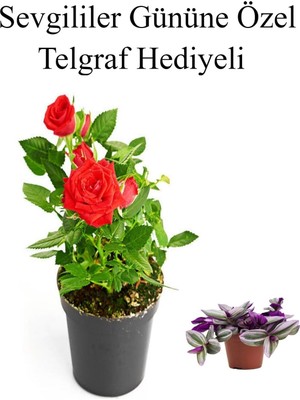 Aesco Nura Botanik Kırmızı Gül Fidanı, Telgraf Hediyeli, Helen Saksı