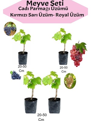 Aesco Nura Botanik 4'lü Üzüm Seti, Cadı Parmağı, Kırmızı, Sarı, Royal Üzüm Fidanı, 20-50 cm