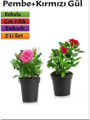 Aesco Nura Botanik 2'li Set Pembe + Kırmızı Gül Fidanı, Saksılı, Dış Mekan Bitkileri