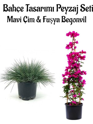 Aesco Nura Botanik Mavi Çim (10-20CM) + Fuşya Begonvil (40-80CM) Bahçe Seti, Saksılı, 2'li Set