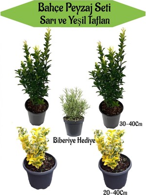 Aesco Serada Decor & Plant Bahçe Seti, 2 Adet Yeşil Taflan + 2 Adet Sarı Taflan Fidanı, 30-40 Cm, Hediye Mezem Çiçeği