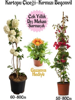 Aesco Nura Botanik Kartopu Çiçeği, Kırmızı Begonvil, Sarı Gazanya Saksılı Bahçe Seti, 3 Adet