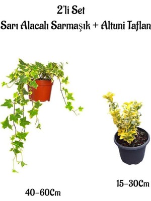 Aesco Nura Botanik Sarı Alacalı Hedera Helix Duvar Sarmaşığı + Altuni Taflan 2'li Set Bahçe Bitkisi