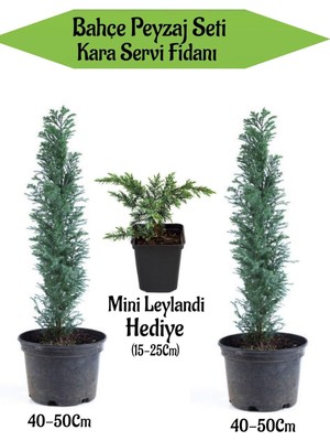 Aesco Nura Botanik Bahçe Peyzaj Seti, 2 Adet Kara Servi Fidanı 40-50CM + Hediye Mini Leylandi Fidanı 15-25CM, Çok Renkli