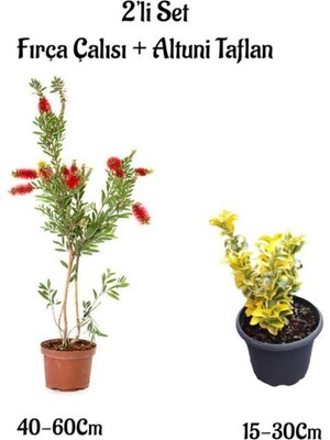 Aesco Nura Botanik Kırmızı Fırça Çalısı Fidanı + Altuni Taflan Çit Bitkisi Fidanı 2'li Set, 40-60CM + 15-30CM