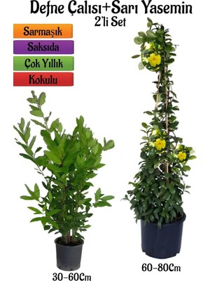 Aesco Gardenbox Kokulu Defne Çalısı Fidanı + Sarı Yasemin Çiçeği Fidanı 2'li Bahçe Peyzaj Seti