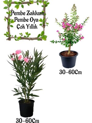 Aesco Nura Botanik Pembe Zakkum Çiçeği + Pembe Oya Ağacı Saksılı Bahçe Seti, 30-60 Cm, Çok Renkli
