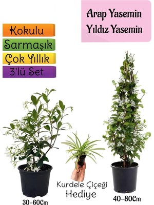Aesco Nura Botanik Kokulu 2 Adet Arap Yasemini Fidanı Saksılı + Itır Çiçeği Hediye 3'lü Peyzaj Seti