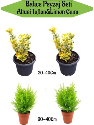 Aesco Serada Decor & Plant Bahçe Seti, 2 Adet Altuni Taflan + 2 Adet Limoni Servi Fidanı, 20-40CM