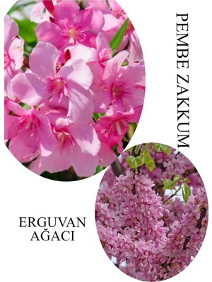 Aesco Nura Botanik Pembe Zakkum Fidanı Saksılı 30-60CM, Erguvan Ağacı 40-70CM Combo Set