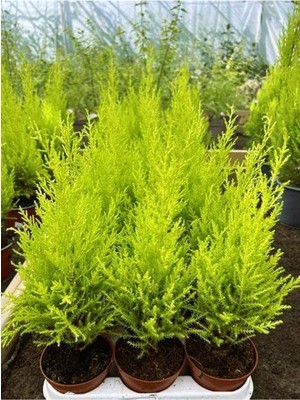 Aesco Bahçelerin Vazgeçilmezi Limon Çamı Fidanı 20 Adet Tüplü 15-25CM Bahçe Bitkisi