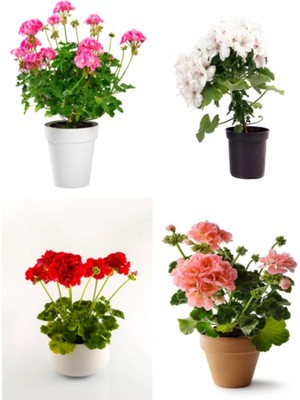 Aesco Serada Decor & Plant Sardunya (Pelargonium) 20-40 Cm, 4 Adet Saksılı Çiçekli Bodur Bitki