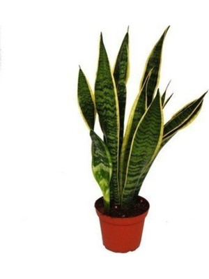 Aesco Nura Botanik Kılıç Çiçeği Fidanı, 20-40 Cm, Saksılı, Gladiolus