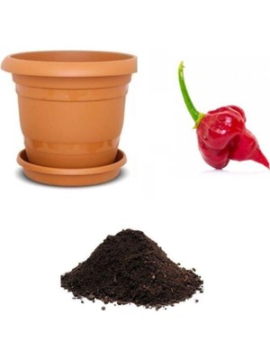 Aesco Gardenbox Ithal Acı Akrep Biberi Tohumu, 10 Adet Ekim Seti, Toprak ve Saksı Dahil
