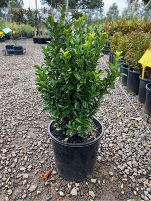 Aesco Serada Decor & Plant Çıtır Yeşil Taflan Fidanı, Saksılı Bahçe Çit Peyzaj Bitkisi, 20-30CM