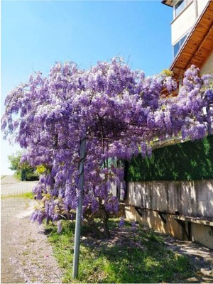 Aesco Nura Botanik Mor Salkım Çiçeği Fidanı, 60-80 Cm, 1 Adet, Saksılı Dış Mekan Bitkisi