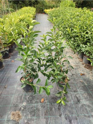 Aesco Kartopu Viburnum Lucidum 2 Adet 60-80 cm Saksılı Dış Mekan Bahçe Peyzaj Çit Bitkisi, BTS011705NA1