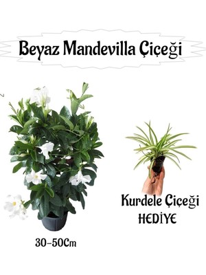 Aesco Nura Botanik Beyaz Mandevilla Çiçeği Saksılı, Kurdele Çiçeği Hediyeli, 30-50CM, Peyzaj Seti