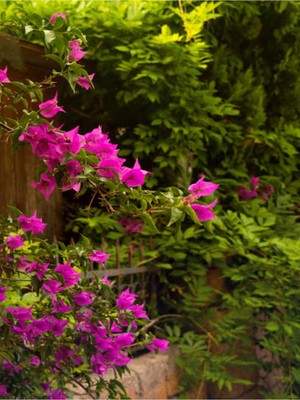 Aesco Gardenbox Saksıda Koyu Pembe Begonvil Fidanı