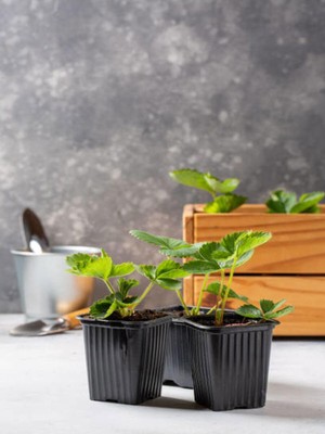 Aesco Gardenbox Iri Meyveli Çilek Fidanı, 5-10 Cm, 2 Adet Saksılı Dış Mekan Bitkisi