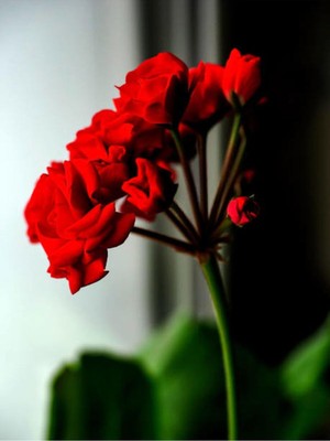 Aesco Nura Botanik Bordo Sakız Sardunya Çiçeği Fidanı, 25-35 Cm, Saksılı, Geranium