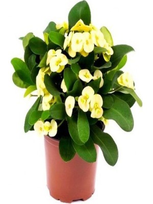 Aesco 1 Adet Altın Sarı Dikenler Tacı Çiçeği 5-15 cm Euphorbia Milli Saksılı