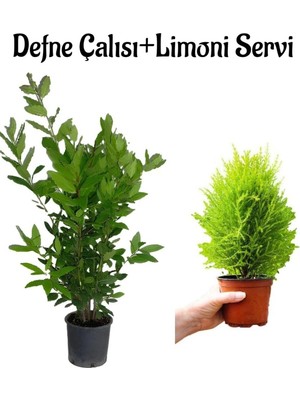 Aesco Defne Fidanı KOKULU(40-60CM)+ Limon Servi FIDANI(20-40CM) 2'li Set Bahçe Bitkisi, BTS001NA0921