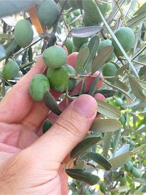 Aesco Nura Botanik Gemlik Zeytin Fidesi, 70-100 Cm, Saksılı/tüplü, Dış Mekan Ağacı, 1 Adet