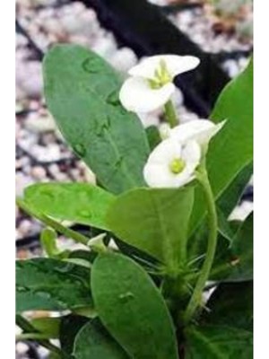 Aesco Gardenbox Beyaz Dikenler Tacı Japon Iğnesi Euphorbia Milii, 5-15 Cm, Saksılı