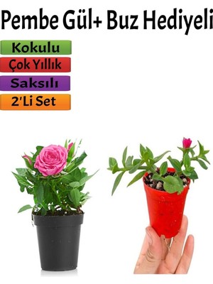 Aesco Nura Botanik Beyaz Gül Fidanı 10-20 cm + Buz Çiçeği Hediyeli, Dış Mekan Bitkileri, 2'li Set