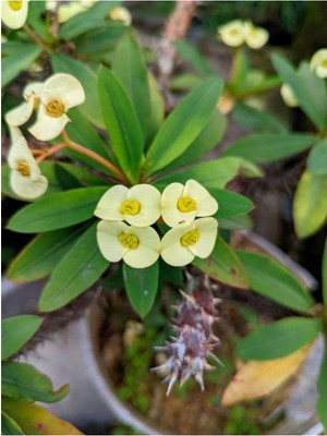 Aesco Videolu Sarı Milli Dikenler Tacı Çiçekli Kaktüs 1 Adet Saksılı 20-40 cm (Euphorbia)