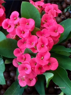 Aesco Videolu Pembe Milli Dikenler Tacı 1 Adet Saksılı 20-40CM Salon Bitkisi (Euophorbia)