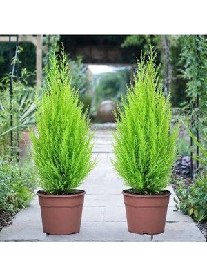 Aesco Serada Decor & Plant Limon Çam Limoni Servi, 35-40 Cm, 2 Adet Set, Yeşil-Sarı