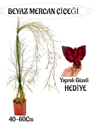Aesco Nura Botanik Beyaz Mercan Çiçeği Sakılı, Bordo Yaprak Güzeli Hediye, 40-60 Cm, Bahçe Teras Bitkisi