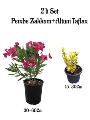 Aesco Nura Botanik Pembe Zakkum Çiçeği Fidanı + Altuni Taflan Çit Bitkisi Saksılı Set, 2'li