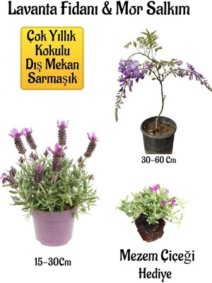 Aesco Nura Botanik Yoğun Kokulu Lavanta, Kokulu Mor Salkım Ağacı Fidanı, Mezem Çiçeği Hediyeli Bahçe Seti