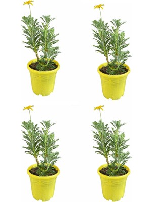 Aesco Nura Botanik Sarı Çalı Papatya, 20-40 Cm, 4 Adet Saksılı Canlı Bitki