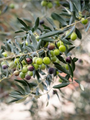 Aesco Nura Botanik Gemlik Zeytin Fidesi, 80-110 Cm, Saksılı/tüplü, 1 Adet