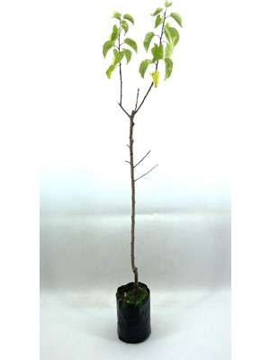 Aesco Gardenbox Kayısı (Şekerpare) Fidanı 2 Yaş, 70-80 cm