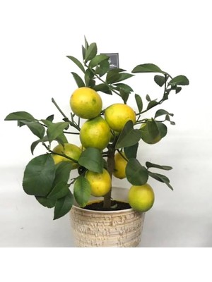 Aesco Bitkim Sende Meyveli Limon Ağacı Fidesi, 50 cm Boy, Saksıda