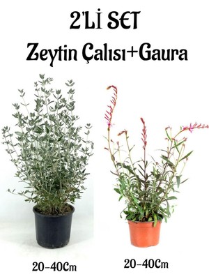 Aesco Serada Decor & Plant Zeytin Çalısı Çiçeği Fidanı + Gaura Çiçeği 2'li Set, 20-40 Cm, Saksılı Bahçe Bitkisi