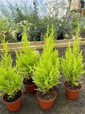 Aesco Gardenbox Limon Çamı Fidanı, 40 Adet, Tüplü, Mini Boy 15-25CM, Bahçe Çit Bitkisi