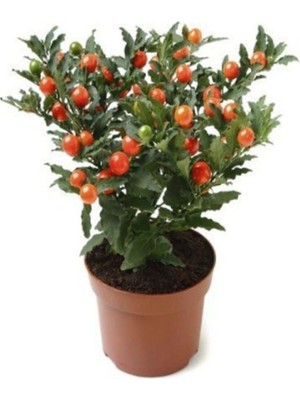 Aesco Gardenbox Cherry Saksılık Domates Tohumu, 10 Adet Tohum