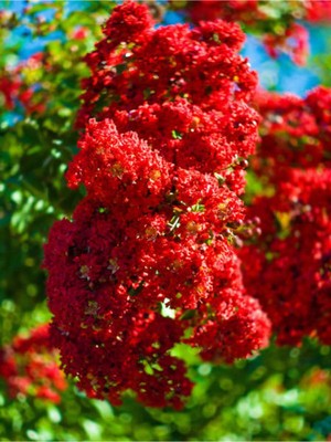 Aesco Nura Botanik Kırmızı Oya Çiçeği Fidanı, 30-80 Cm, 1 Adet, Dış Mekan Lagerstroemia Indica