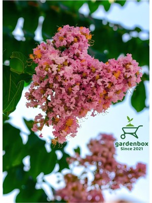 Aesco Gardenbox Pembe Oya Ağacı Çiçeği Fidanı Saksılı, 30-60 Cm, Bahçe Peyzaj Bitkisi