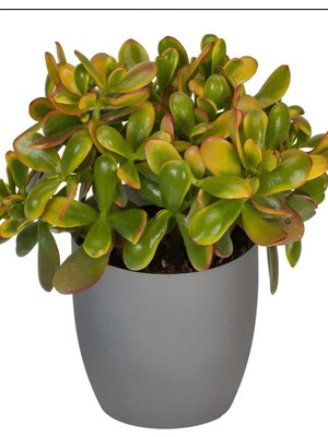 Aesco Serada Decor & Plant Crassula Ovata Kırmızı Uçlu Yapraklı, 15-25CM, Saksılı Para Çiçeği