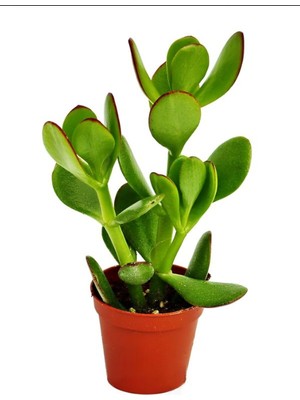 Aesco Nura Botanik Mini Saksılı Para Çiçeği, Yeşim Sukulent Crassula Ovata, Canlı Bitki